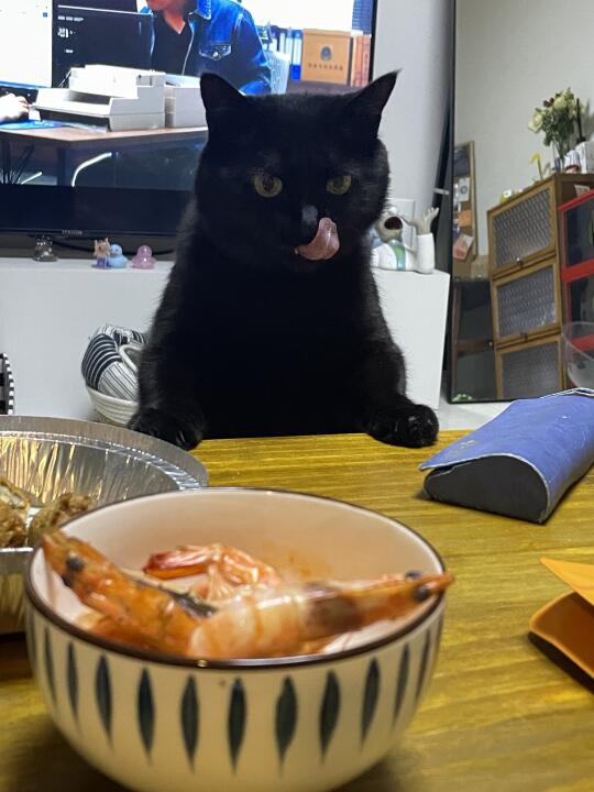 小猫不语…只是一味想吃个虾虾
