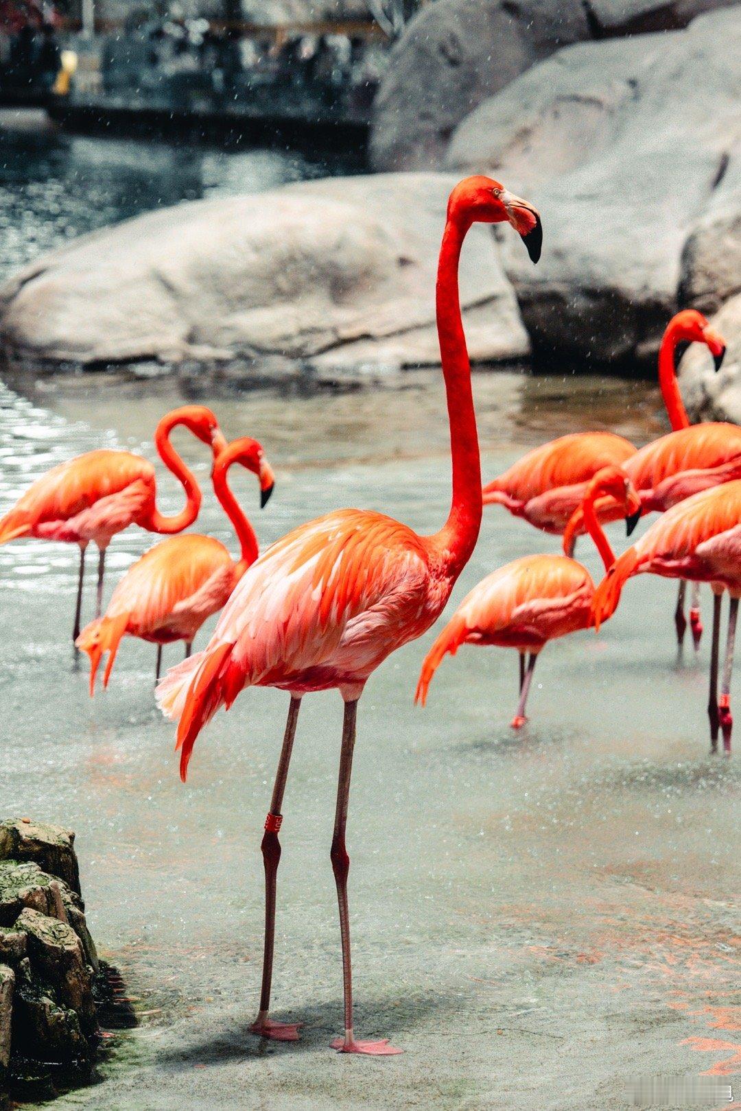 阿布扎比亚斯岛海洋世界全球最大室内海洋馆，拍照封神还能撸企鹅！📸出片必冲：无尽