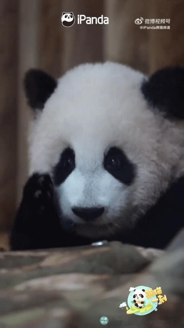熊猫守护者[超话] 软乎乎的熊猫幼崽，小手托脸卖萌的样子，心都被萌化了！圆圆的眼