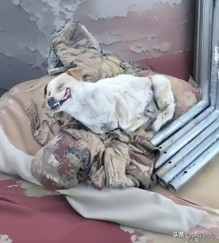 在一个废弃的工地上遇到的狗狗，已经冻死了，脸上还带着幸福的笑容，可怜。这辈子来渡