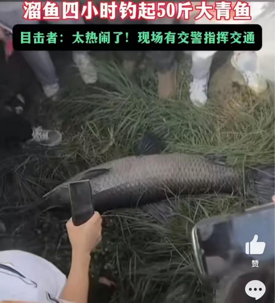 大开眼界！贵州遵义，一位钓友垂钓时中了一条50斤的巨型青鱼，大鱼爆发力极强，硬拉