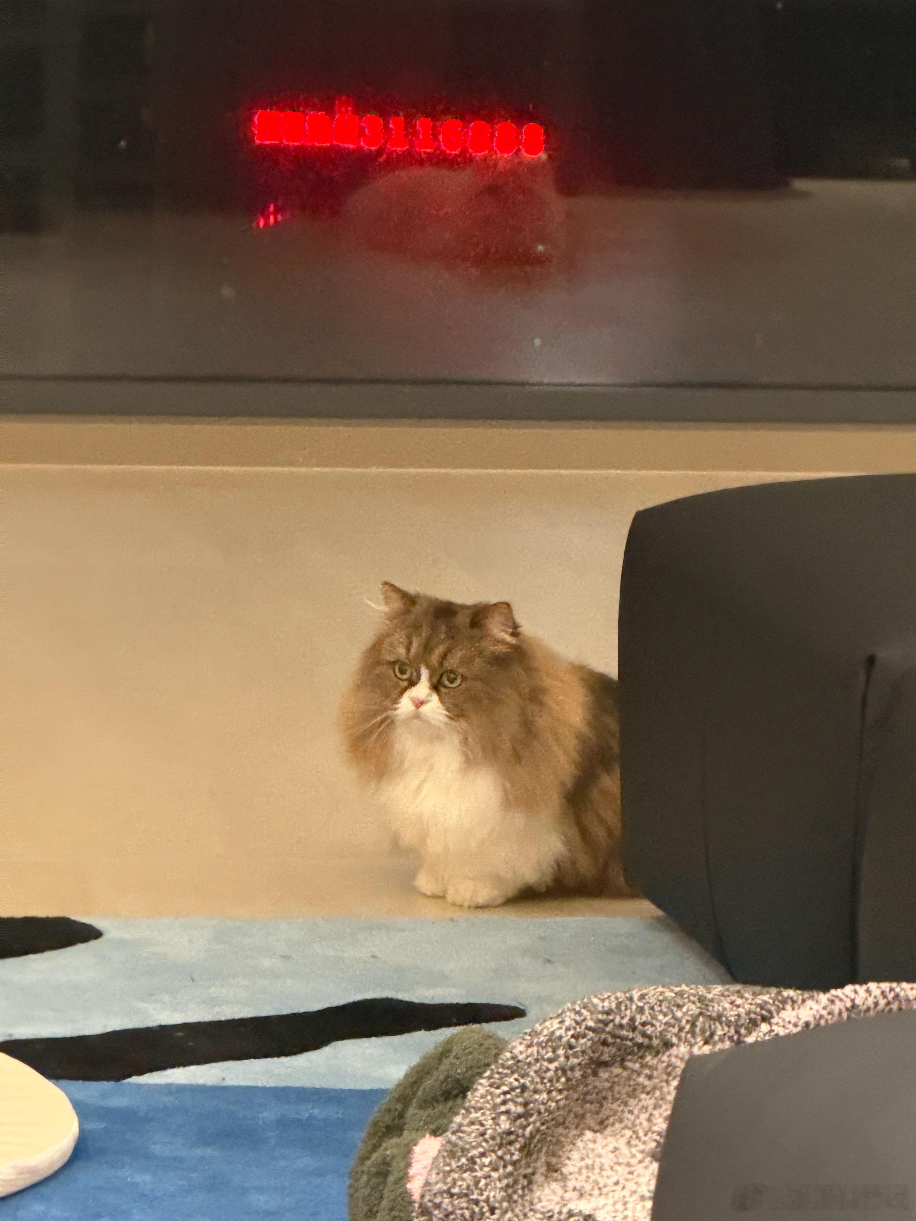 生活手记 我的小猫已成精！都会看电视了～ 