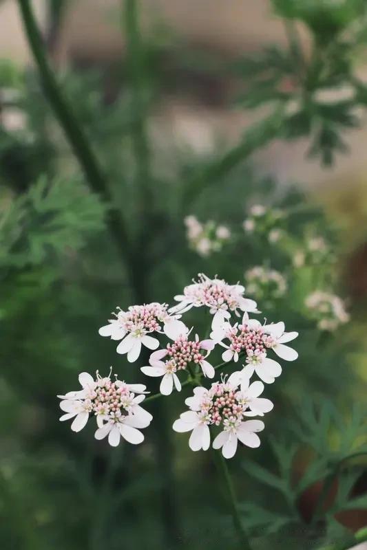 整理相册时，发现里面都是花花草草。有菜场门口 5 块钱买的栀子花，插在玻璃杯放办