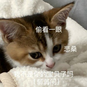 母猫生下双头猫3眼2嘴2鼻妈呀希望她下辈子投个好胎 成为一只正常的猫猫 开心的活