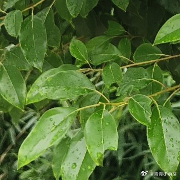 光明磊落行事，眼下看似劳碌繁琐，时常蒙受吃亏委屈。放眼长远，坚守本心便是一个人最