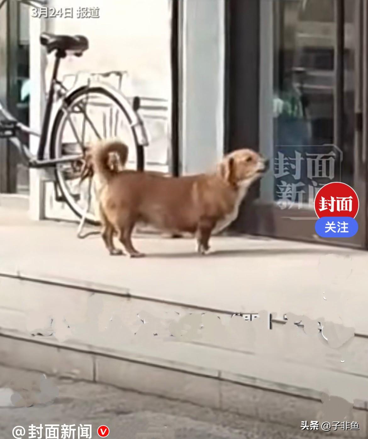 辽宁一只小狗叫板凳，太逗了，太可爱了，八年前在一家医院打过针，可能是打疼了，它就