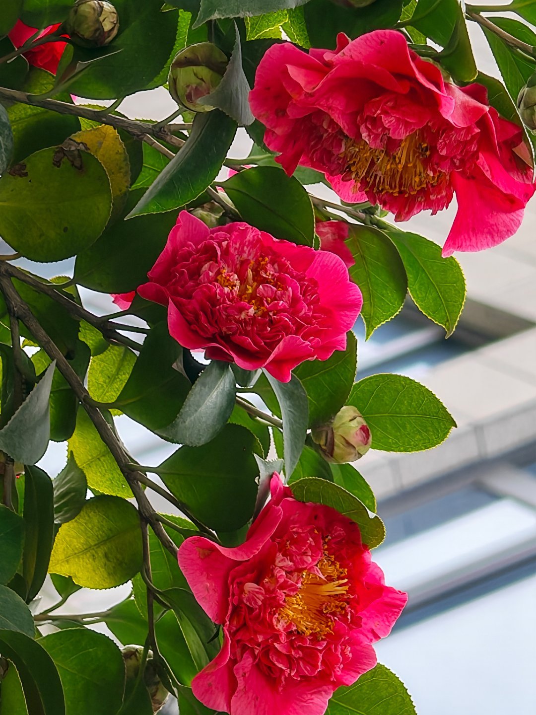 兄弟们早上好每天早起打卡