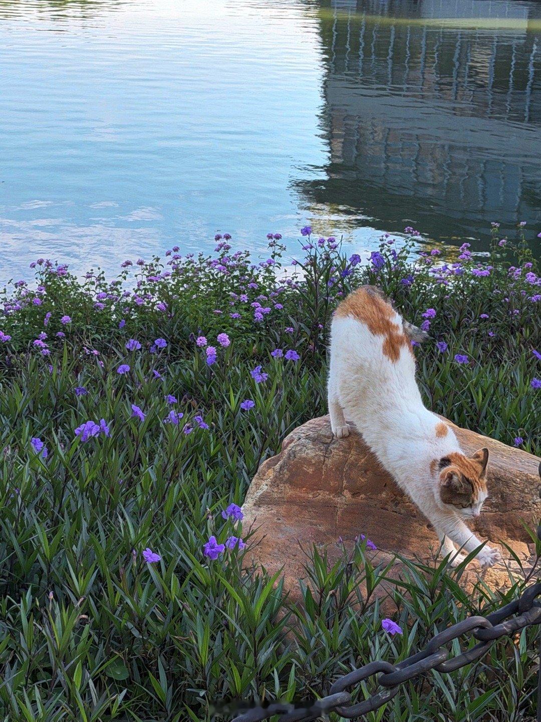 好热啊   好多小猫🐱都出来嗮太阳了 