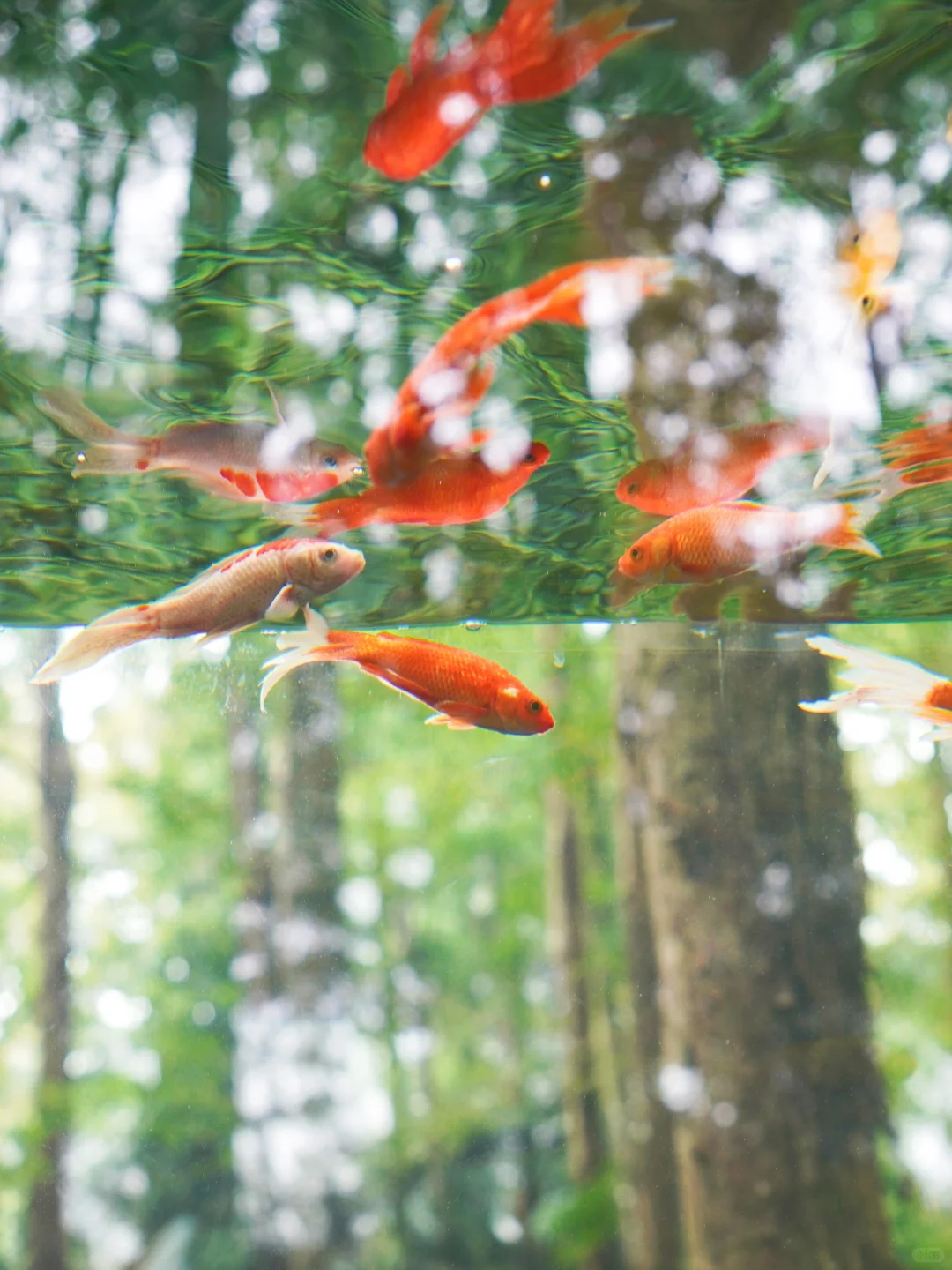 在杭州！藏在西湖秘境里的梦幻金鱼🐠🫧