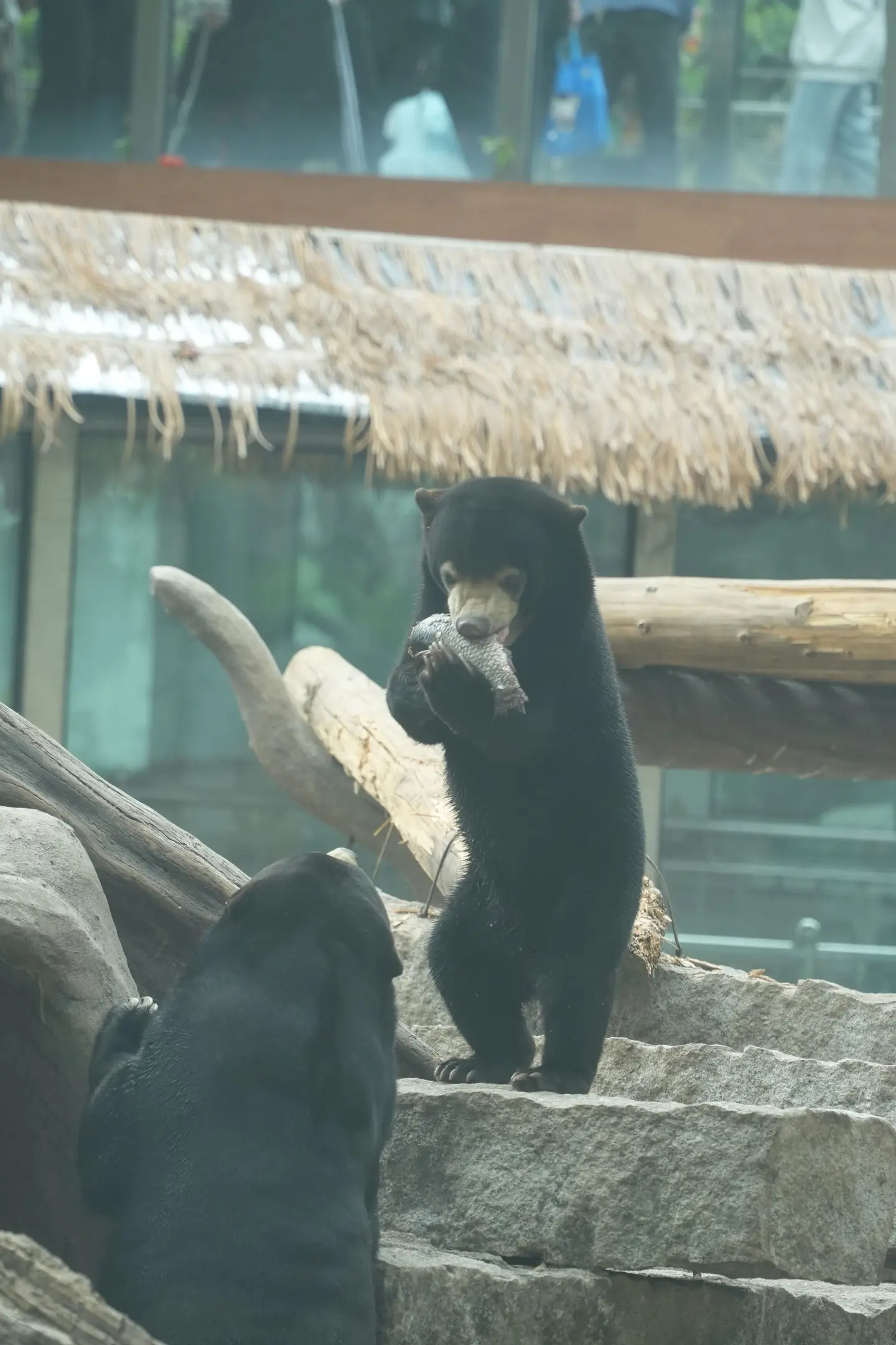 马来熊:新年食大餐！发达啦！