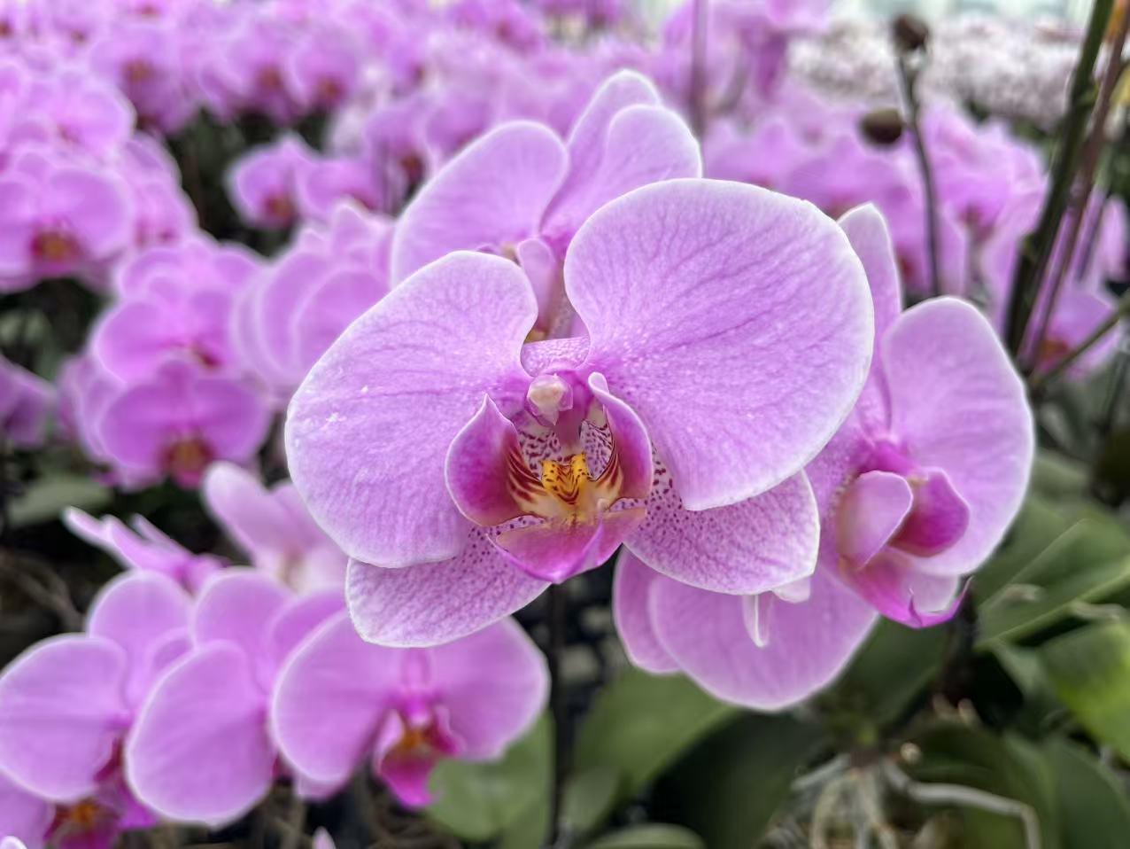 春秋冬三季：给足柔和的散射光，比如放在朝南的窗台、阳台，隔着纱帘晒，每天3-4小