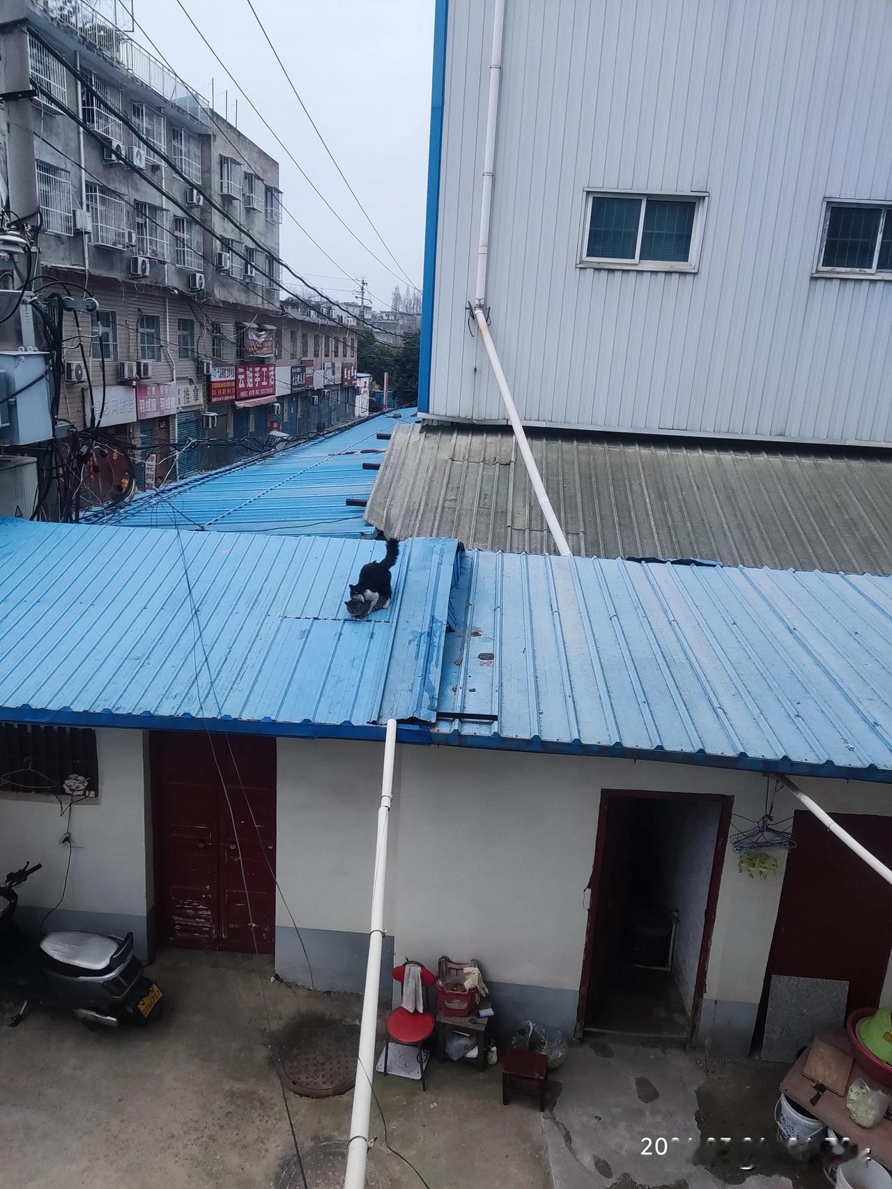 猜猜它们两个在干什么？