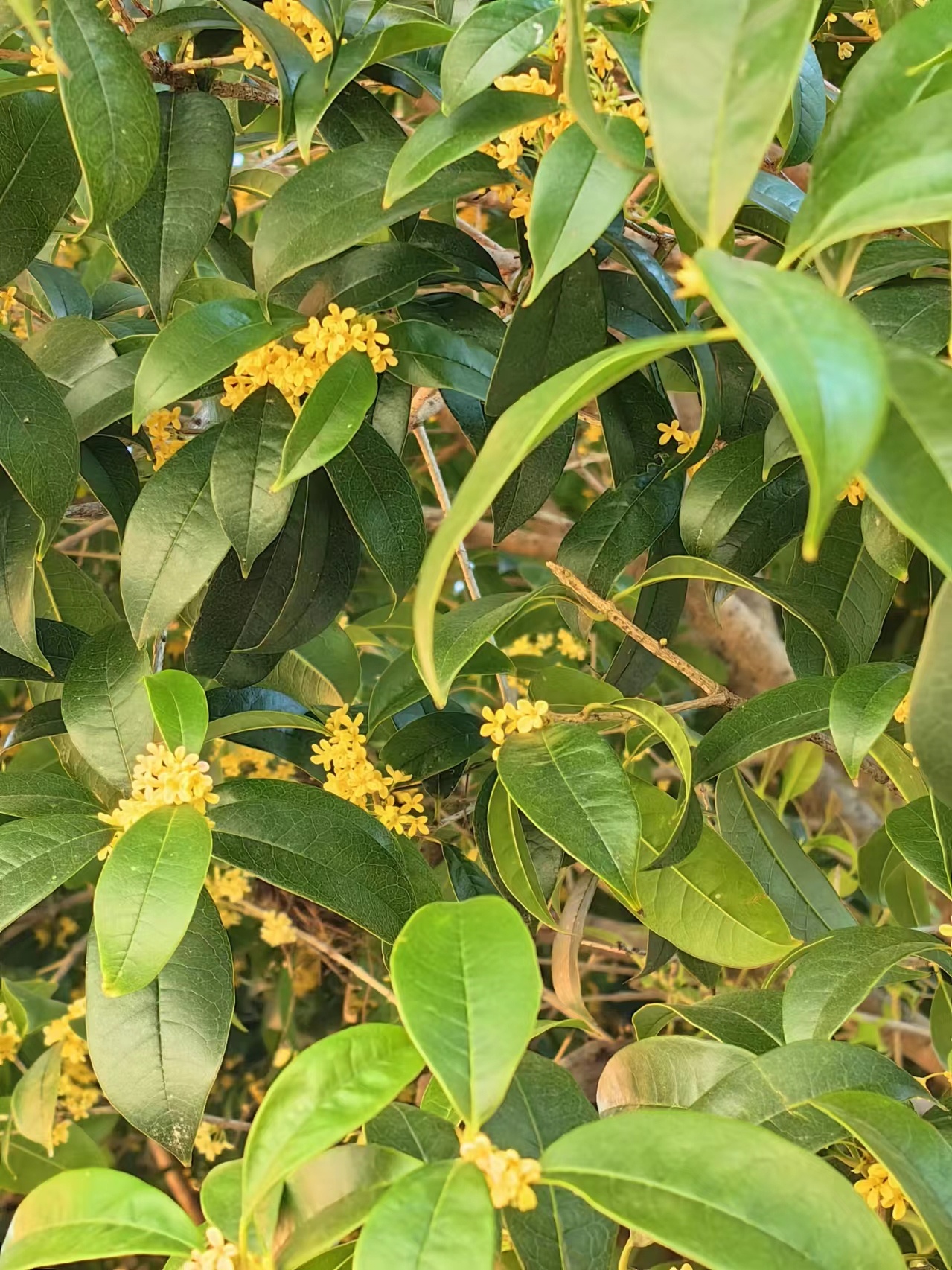 假装回了一趟农村，认识这些的小伙伴们年龄都不小了月是故乡明，无论在哪里，常回家看