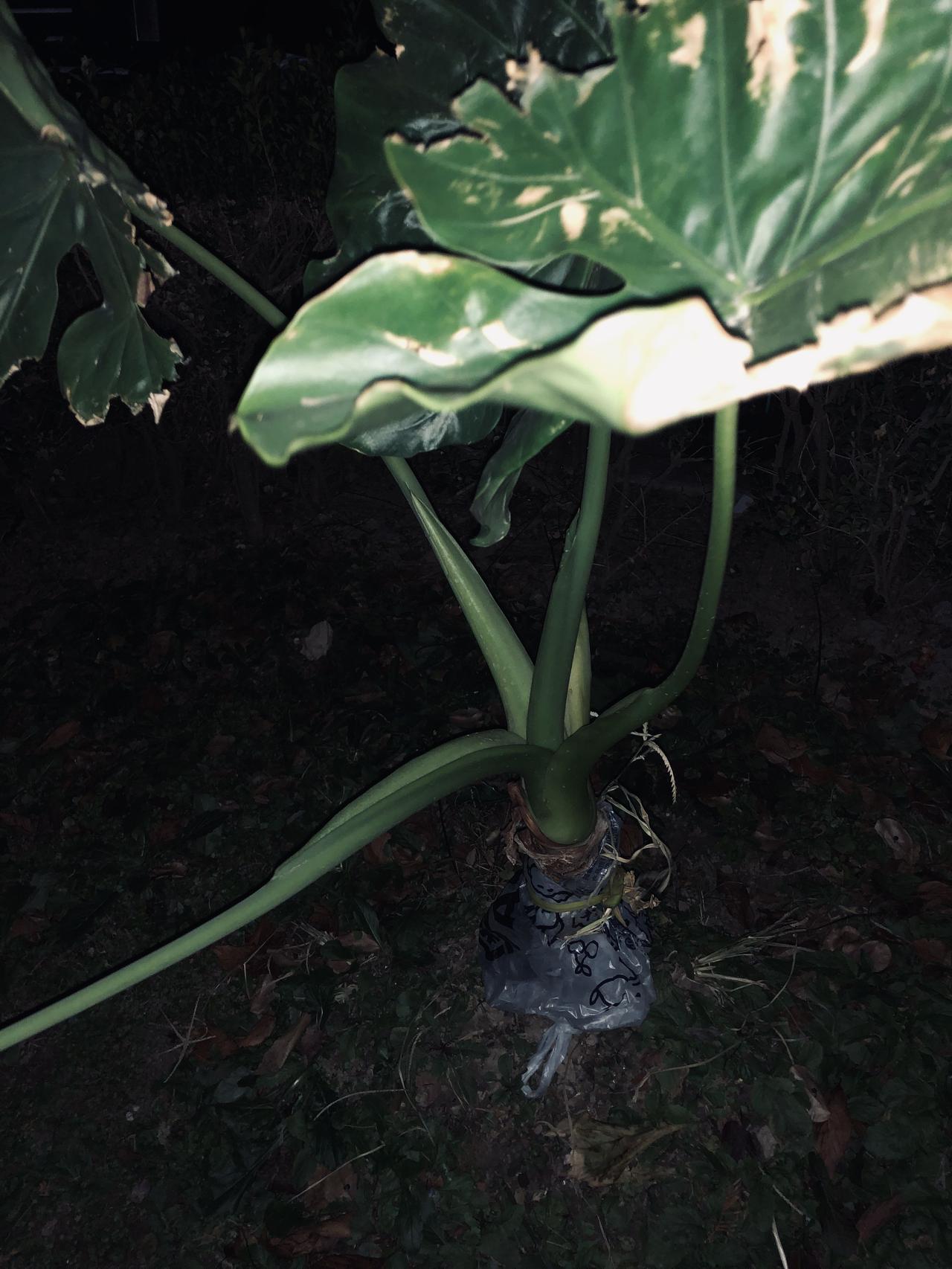 天寒地冻，上海户外夜里接近零度。挂念楼下花园的这棵救过来顽强生长的滴水观音，特地