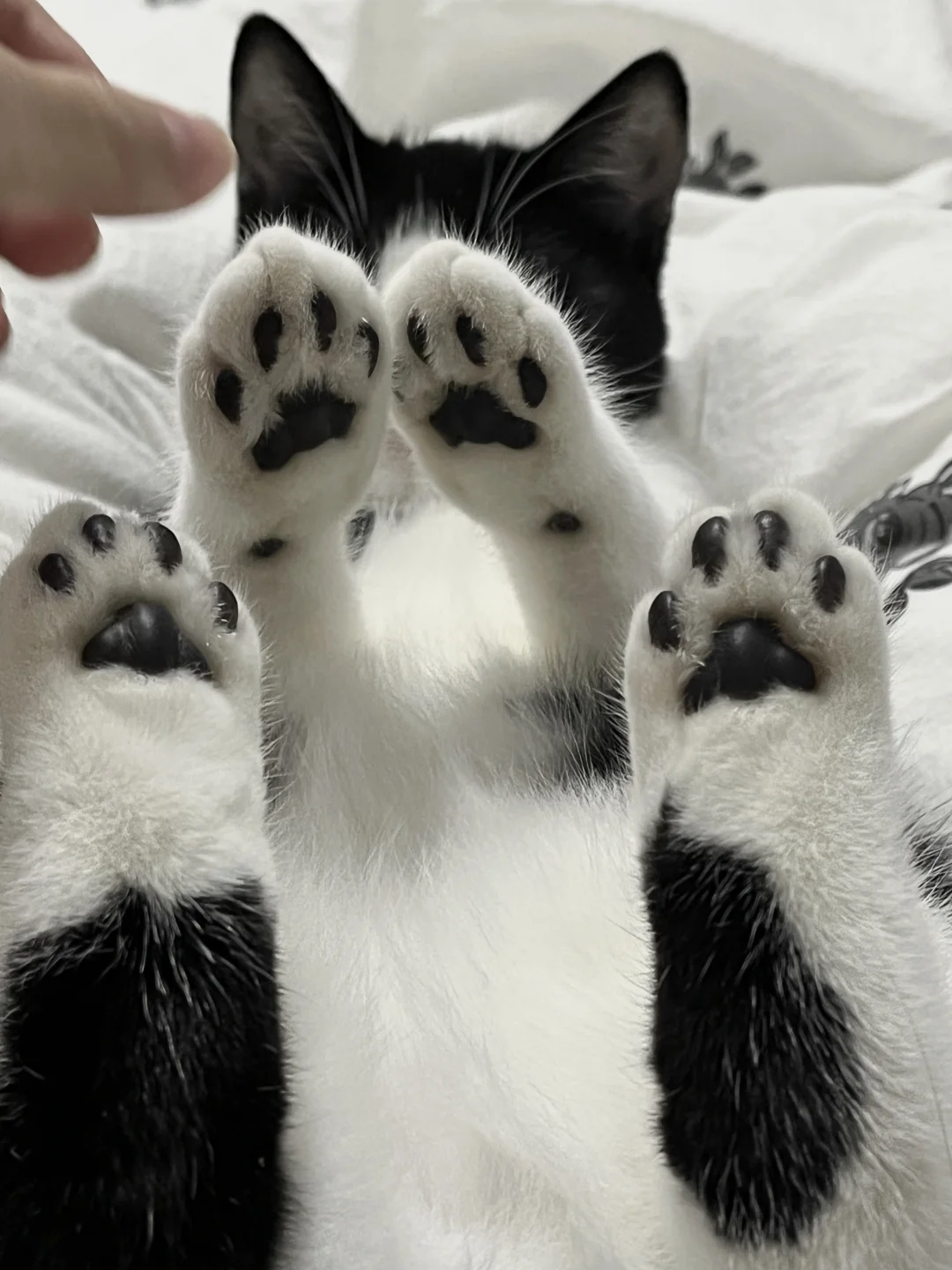 谁在喜欢咪的黑jiojio！