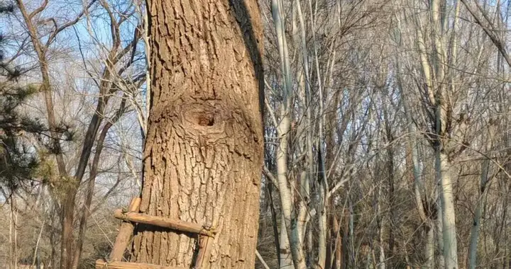 奥森北园一棵树上的鸟窝被堵住？园方：已将堵窝木楔子取下