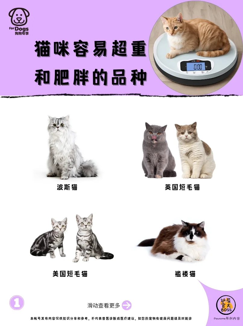 猫咪容易超重和肥胖的品种