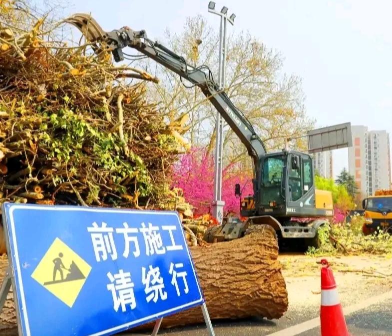 许昌砍伐城区杨树的魄力和决心，让人羡慕，特别是杨絮过敏的市民，对这个计划拍手称快