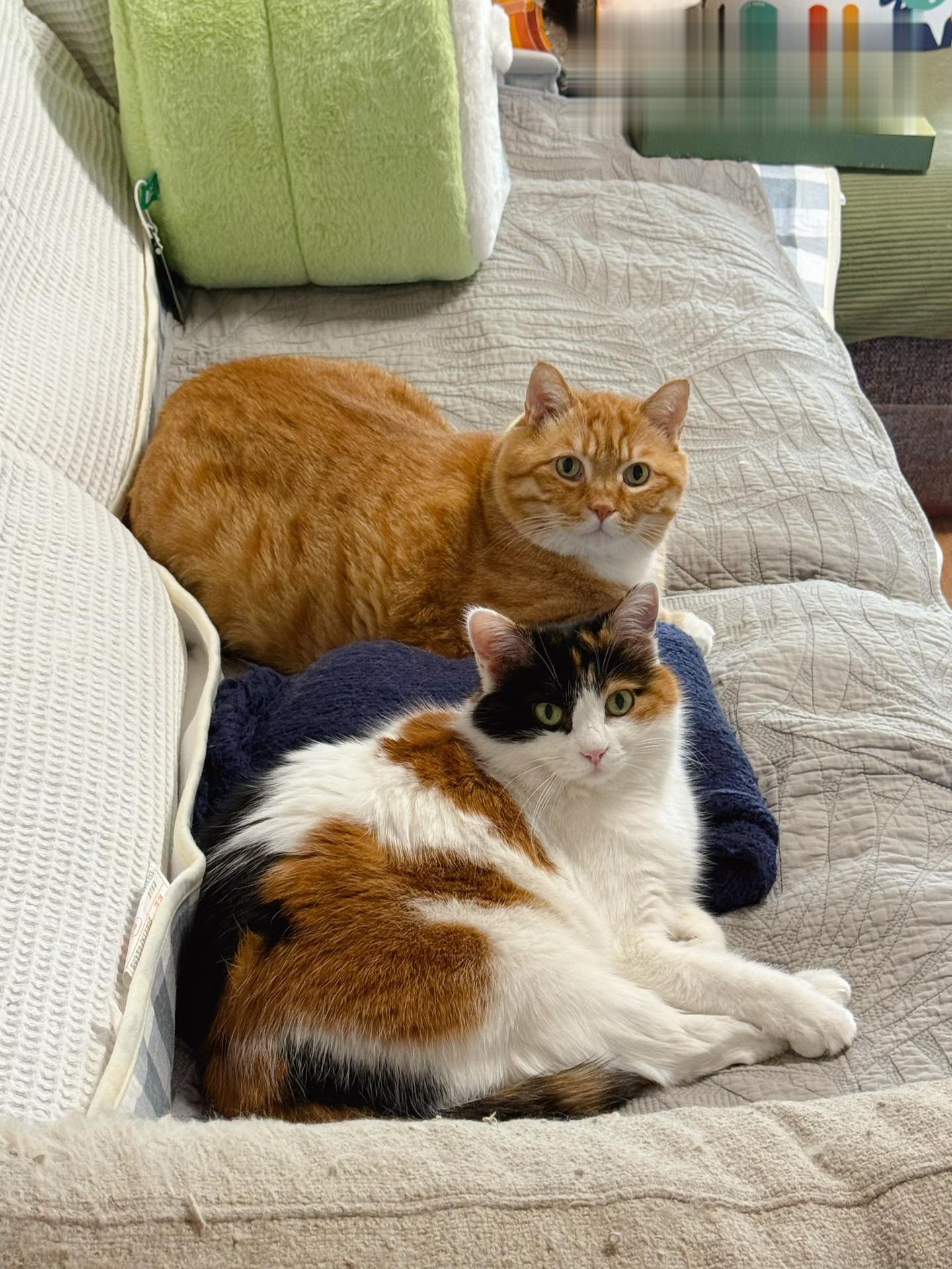 当沙发铺上电热毯 就会长出猫。