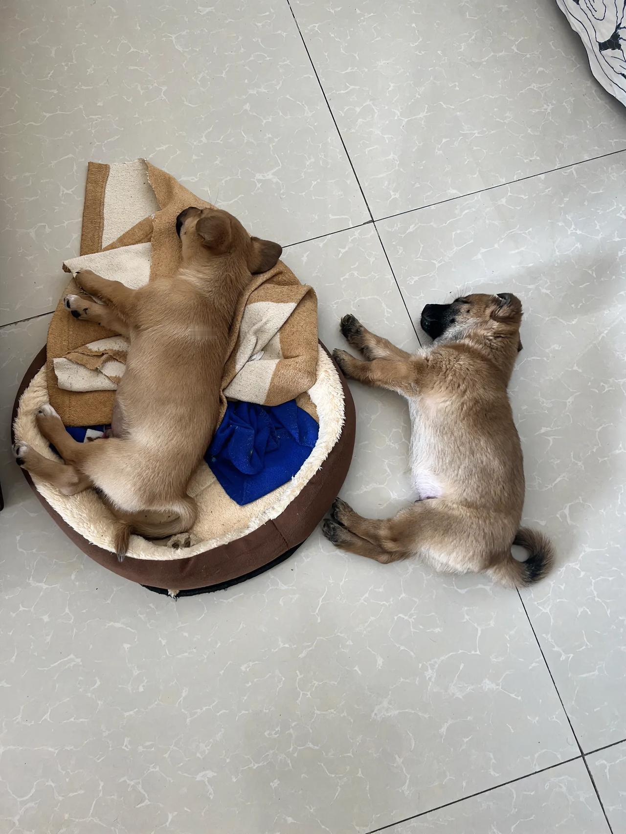 慵懒的午后，狗狗们惬意地小憩
小狗🐶长大了
小狗的幸福生活
地暖热暖和
躺在地