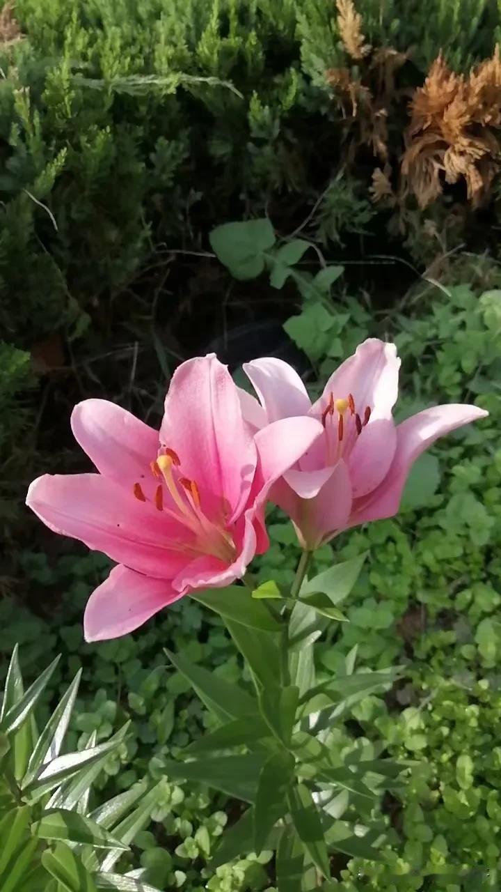 已然是霜降时节，但是小区的小院里依然是一片生机勃勃的景象。花儿依旧淡然的开着，草