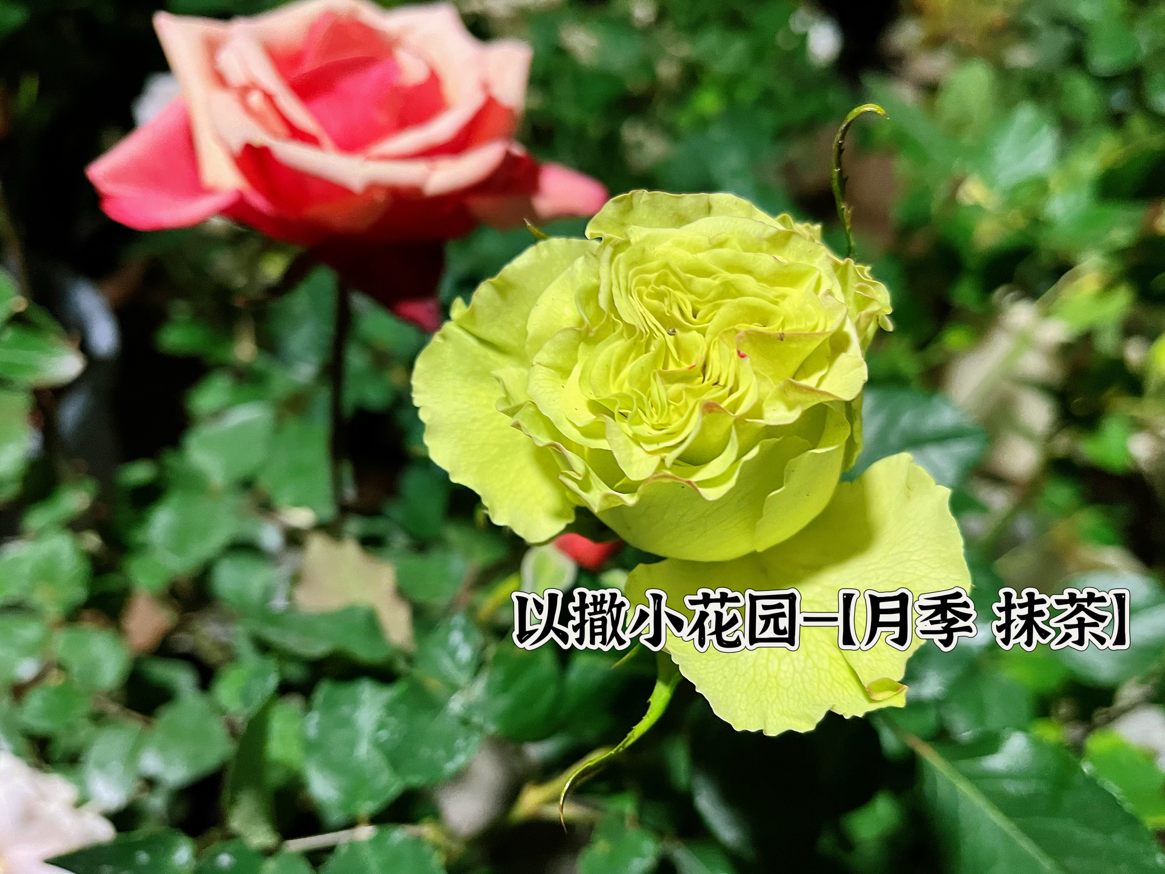 【月季—抹茶Matcha】，来自厄瓜多尔的花店月季，纯绿色，生活要想过得去头上必