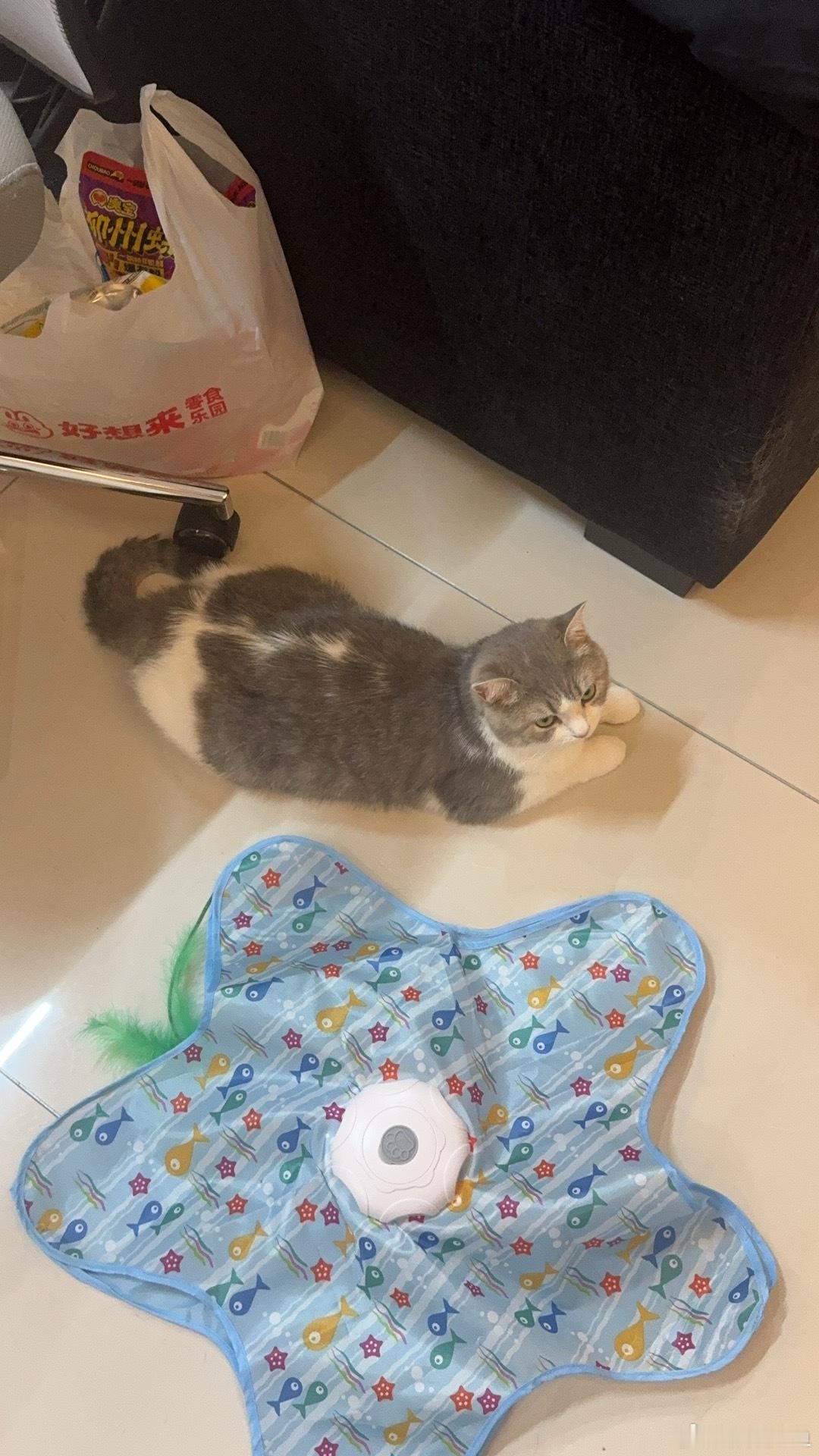 猫窝别墅里的五只小猫猫窝别墅外的慵懒爆爆pa：教教小猫怎么拉屎撒尿吧
