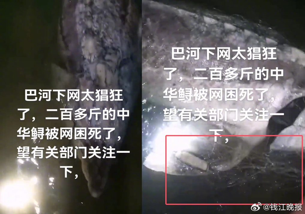 【#多方回应黄冈1条鲟鱼被网缠绕死亡# [话筒]#黄冈回应称死亡鲟鱼非中华鲟# 