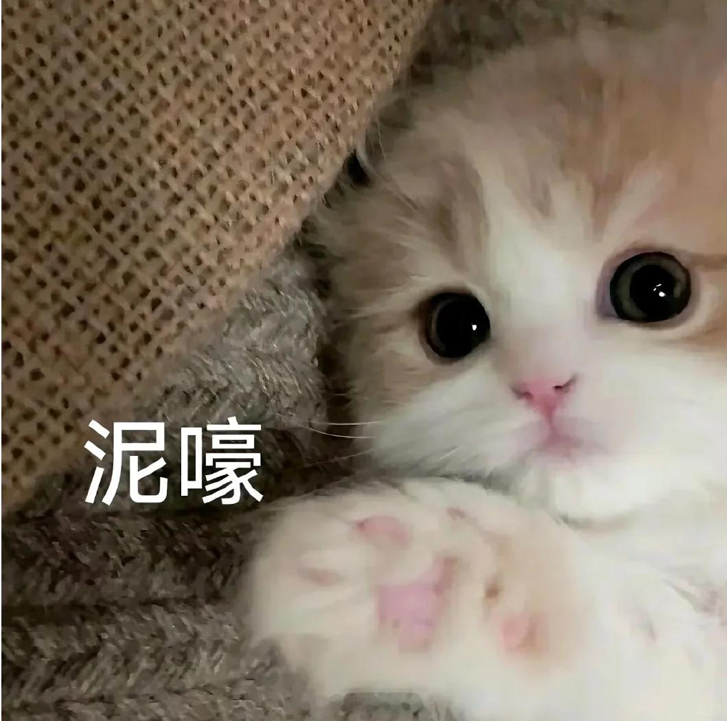 尊重小猫自己的小爱好谁懂啊！小猫咪的奇葩爱好也太可爱了吧🐱翘后腿发呆只喝流动水