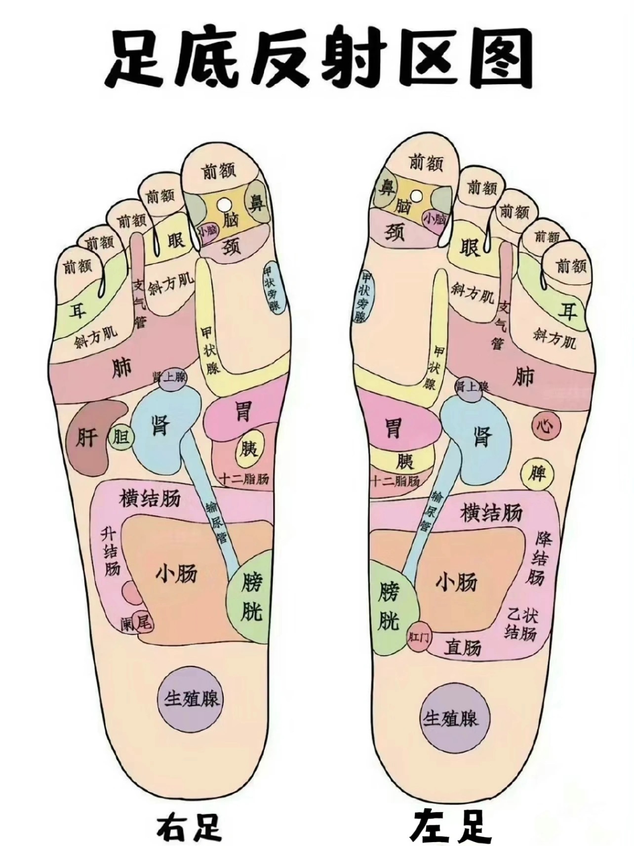 足底｜足背｜左手｜右手反射区（必收藏）《人体经络反射》（必收藏）有事没事，工作之