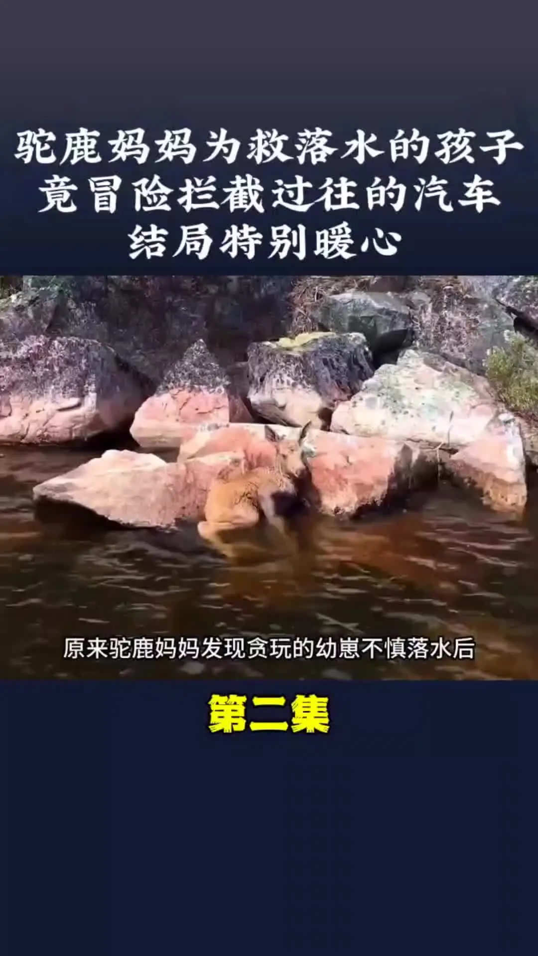 我的观影报告