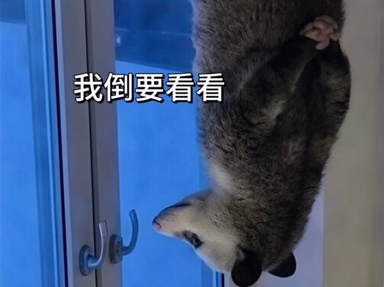 开屏广告没了 真的吗我终于不用每天看土丑老年人了吗 