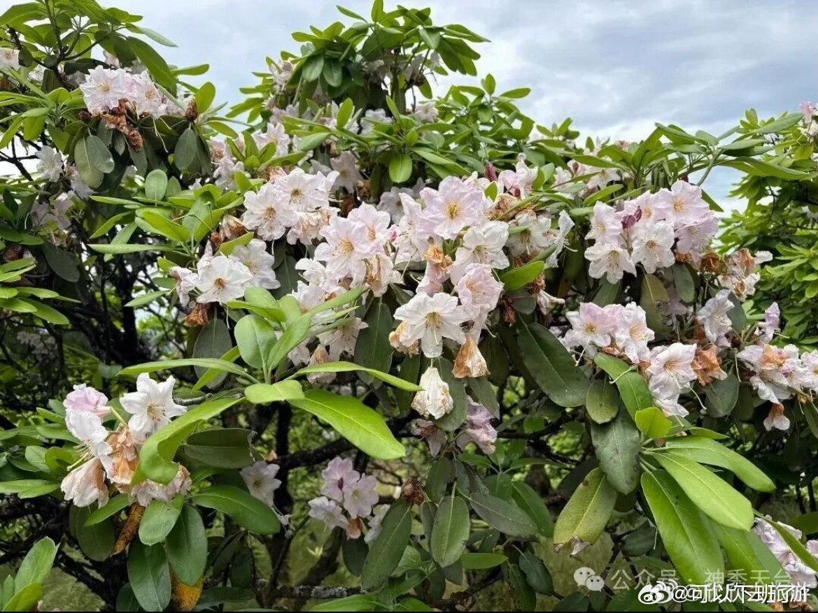千年杜鹃火上央视打卡台州赏花经济央视《花开中国》走进天台，取景花海美景，赋能当地