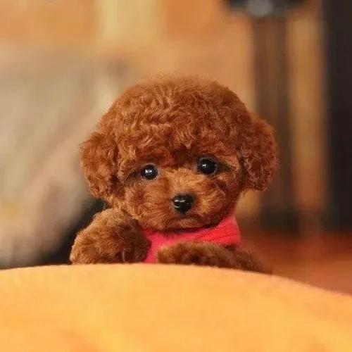 #晒晒我的宠物#我家的毛球明星——晒晒我的宠物

在这个快节奏的世界里，宠物成为