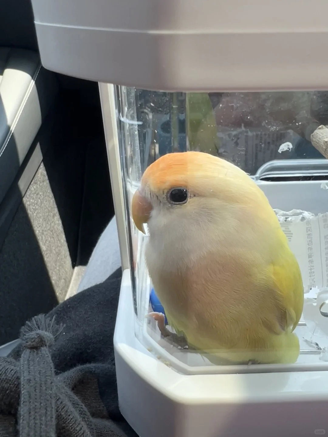 贴脸开大