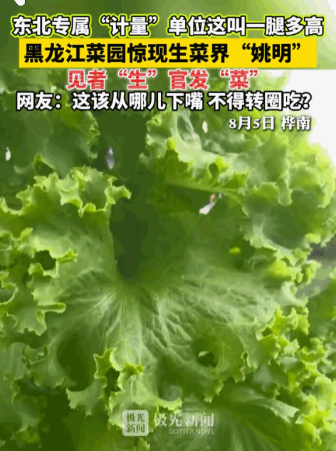 “解释不清了！”黑龙江一男子在菜园里撒了把生菜种子，别的生菜都规规矩矩矮趴趴贴地