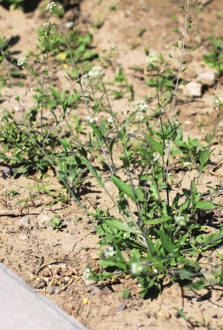 河间人的春天，是从一把荠菜开始的。

春天来了，它带来了花香，带来了柳绿，带来了