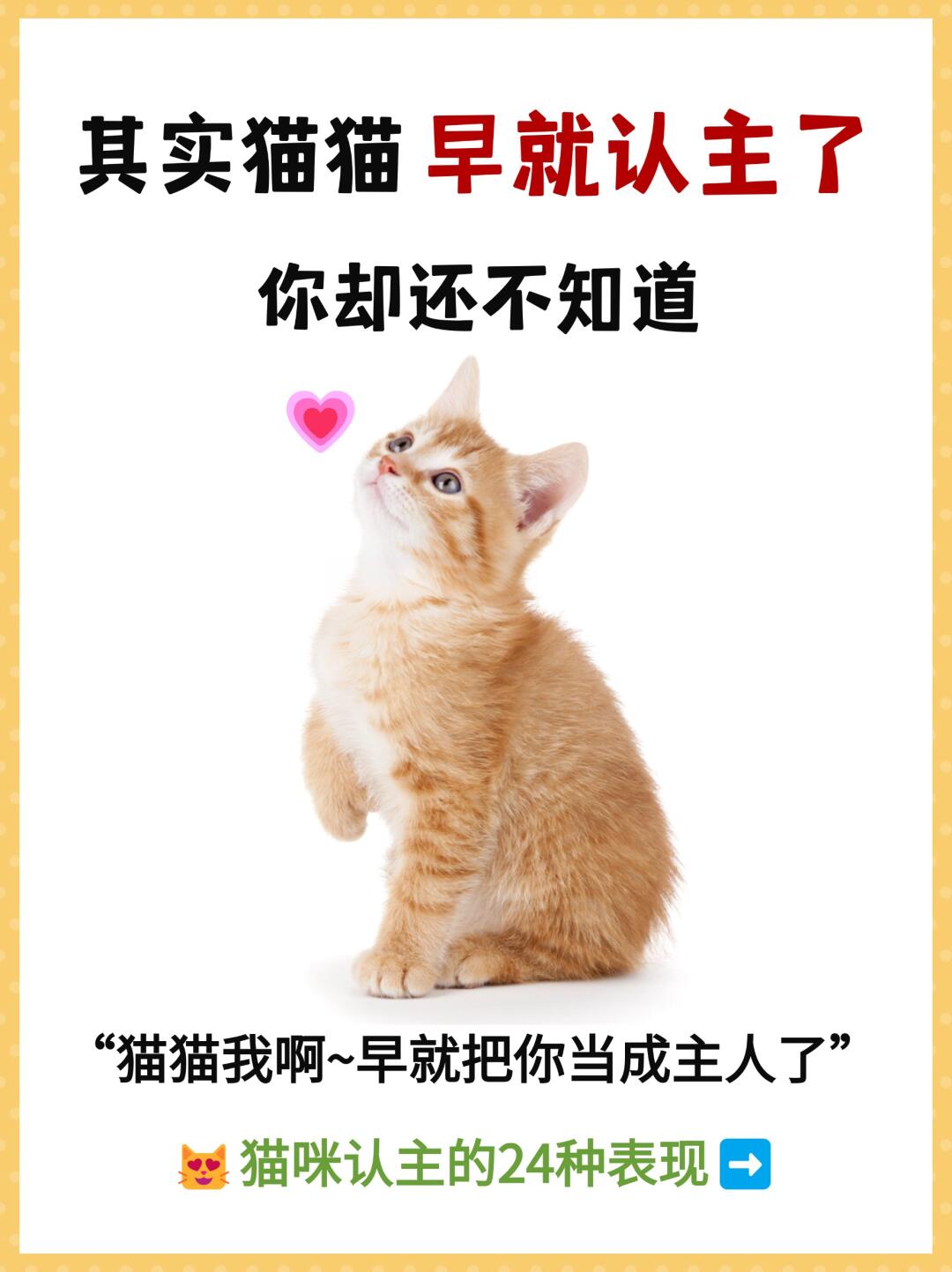 😻其实猫咪早就认主了❗你却还不知道
