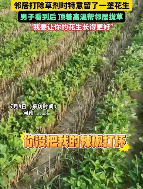 中国好邻居！河南鹤壁一男子去地里面看辣椒长势，发现邻居给花生地喷洒除草剂，唯独留