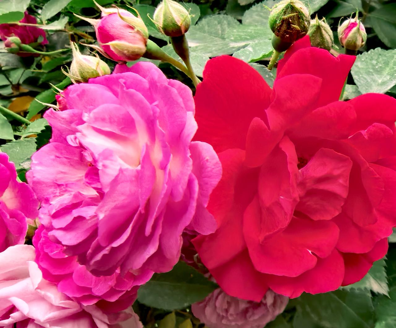 对于花，我确实不懂，拍摄一朵花，有人说是玫瑰，有人说是月季。其实，花不一定非要长