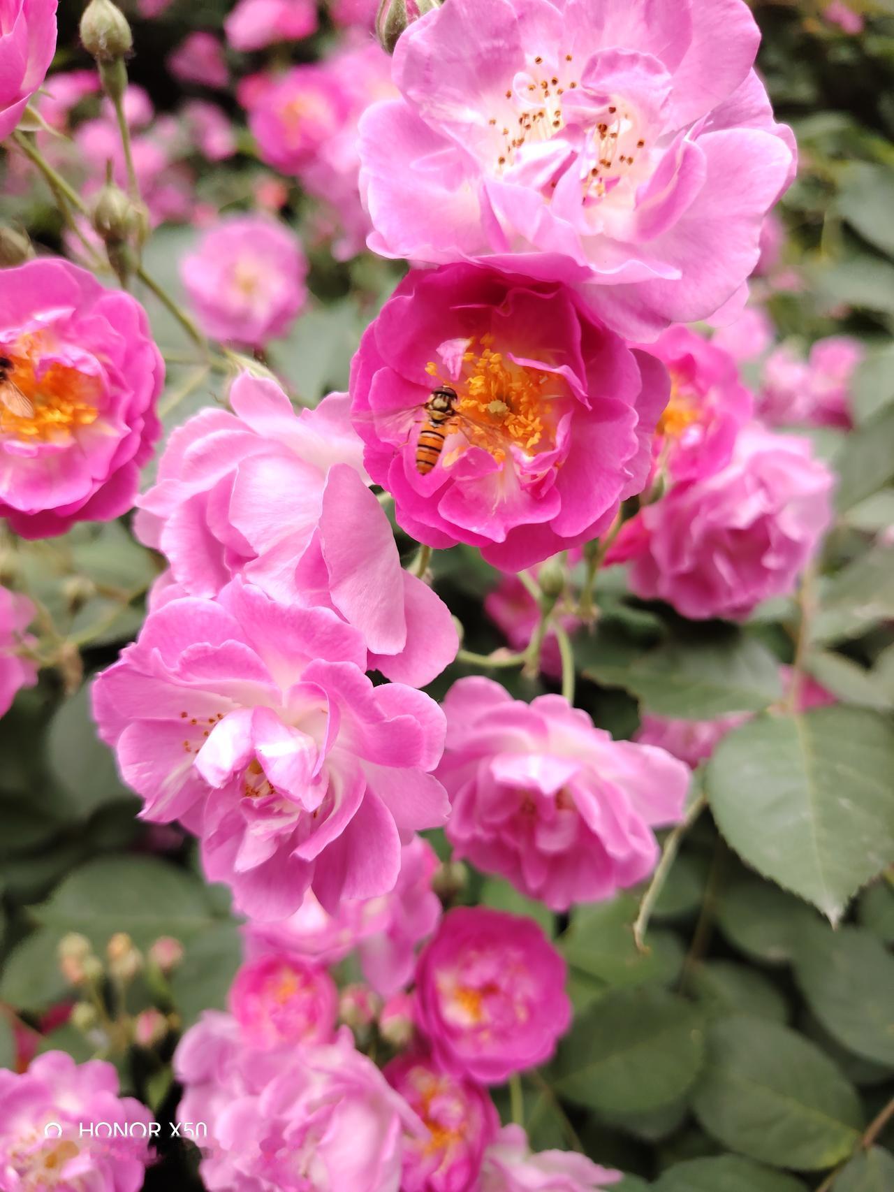记录我的2026 粉嫩玫瑰盛开，浪漫满园！🌹🌸