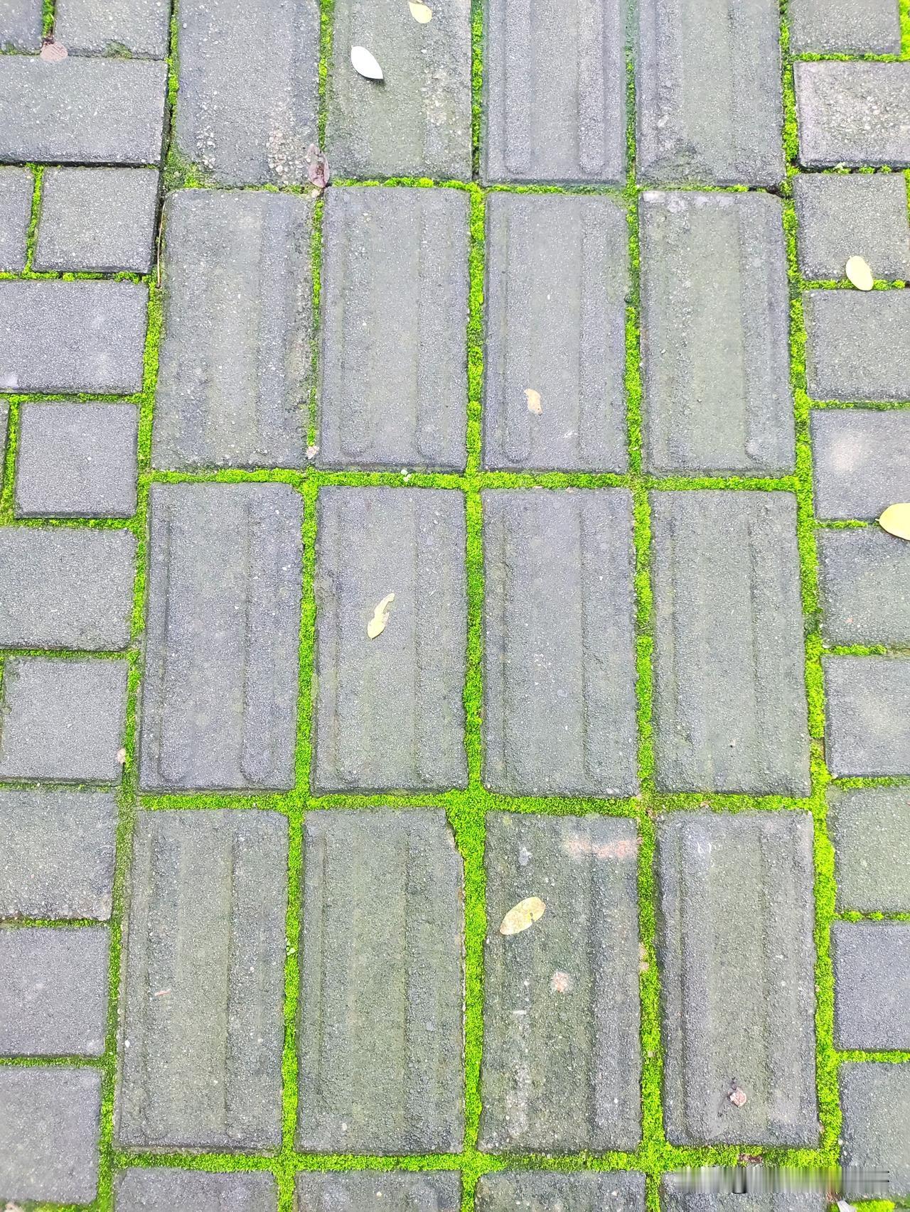 西安别继续下雨啦！长满青苔的人行道路，有种什么感觉呢？
