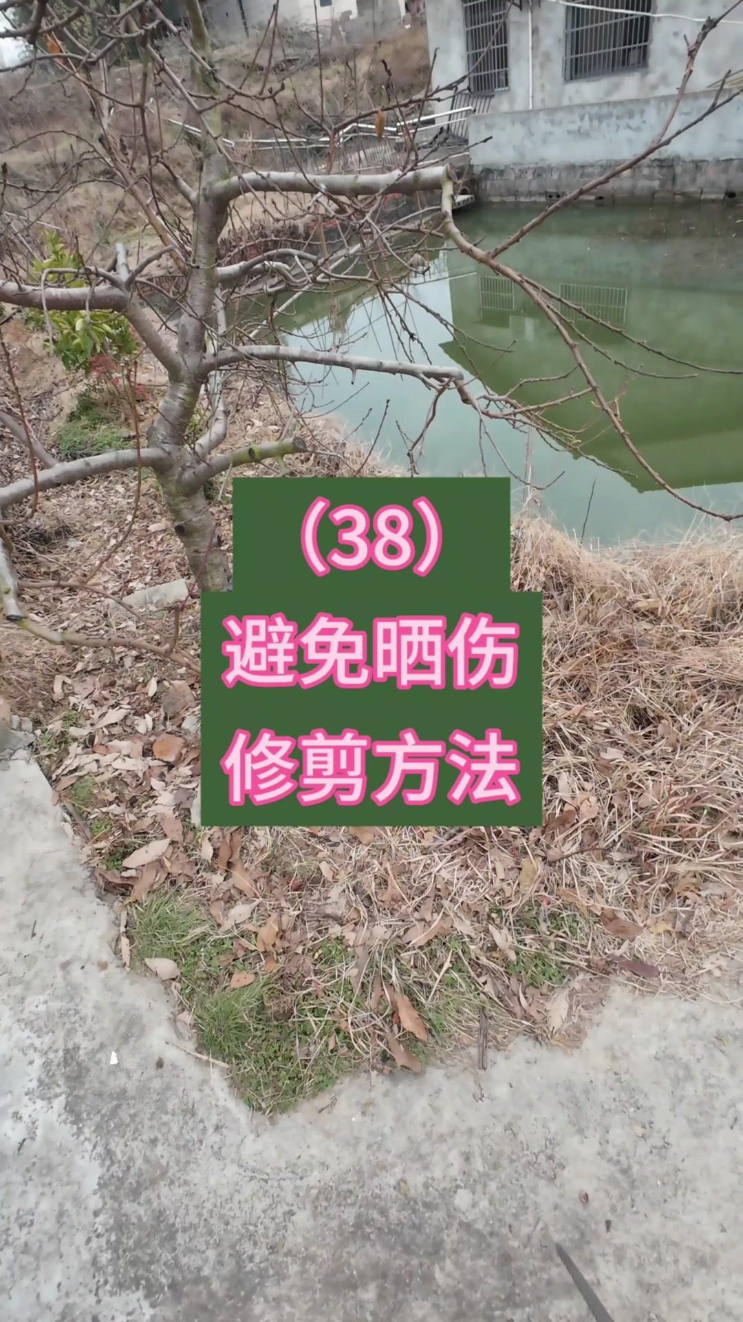 在南方高温干旱天气里，桃树很容易出现表皮灼伤，尤其是主枝上部。分享几个实用修剪方