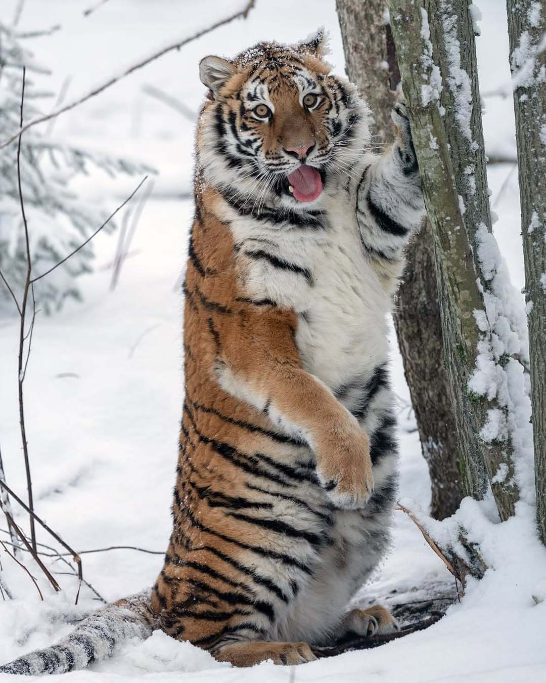 😛 