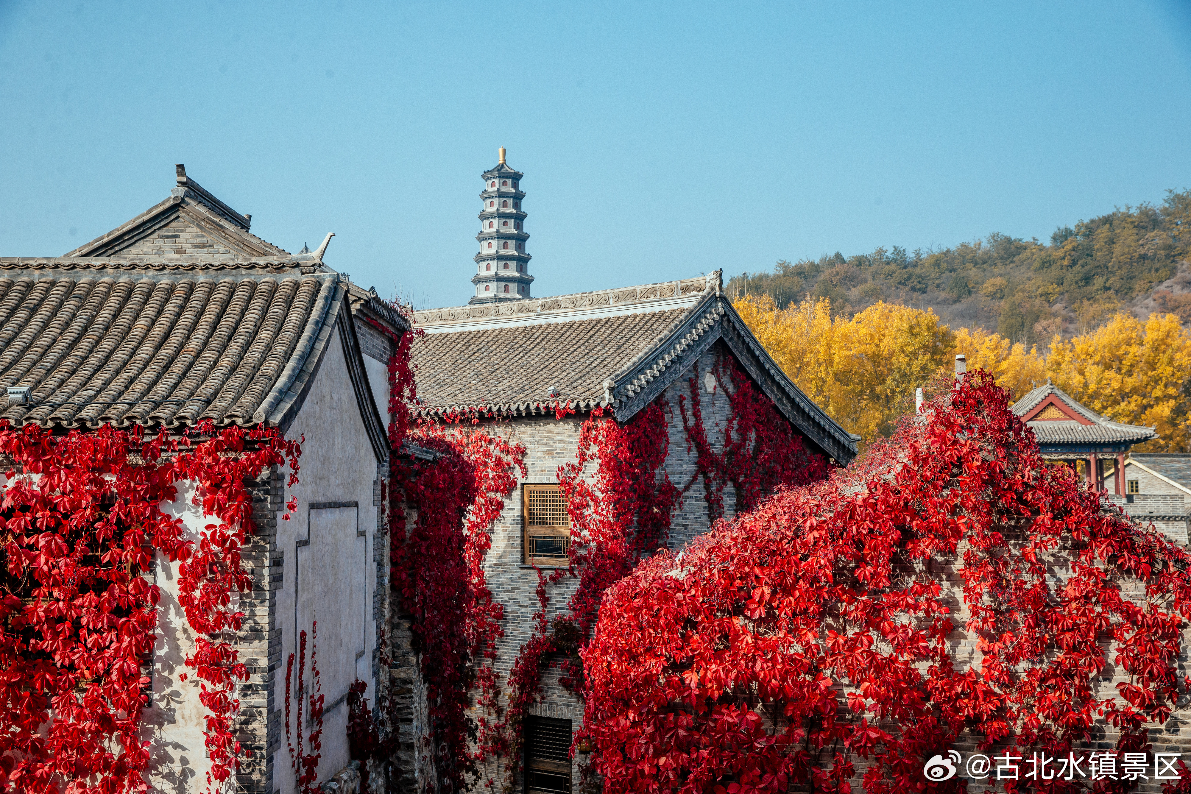 风起叶落，秋意正浓🍂古北水镇用一场晨光与红叶的邂逅开启你全新的一天[奶牛猫] 