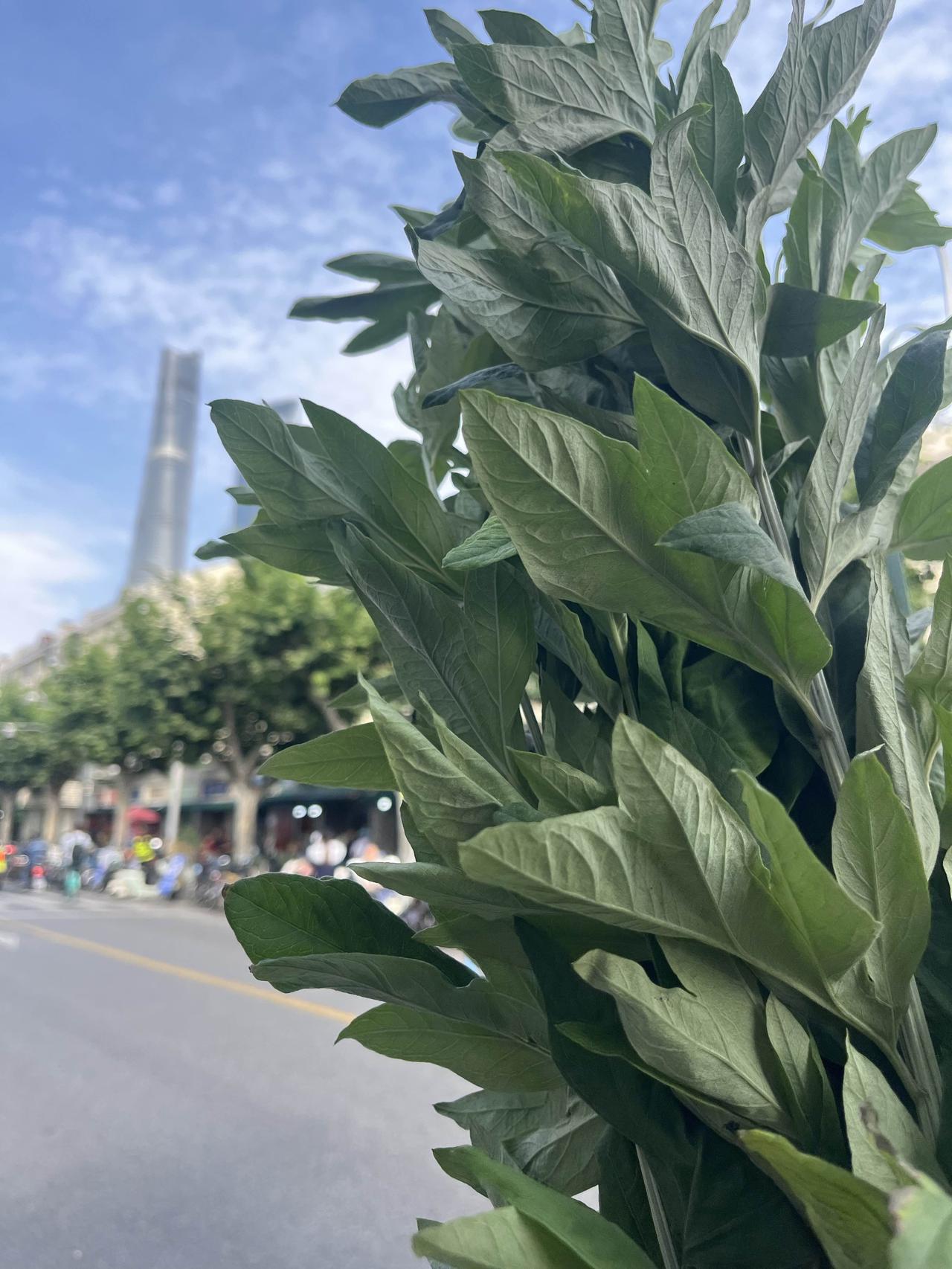听到有位头发花白的老爷爷跟老板打趣：你们这可是无本生意啊，这都是野生的，去外面摘