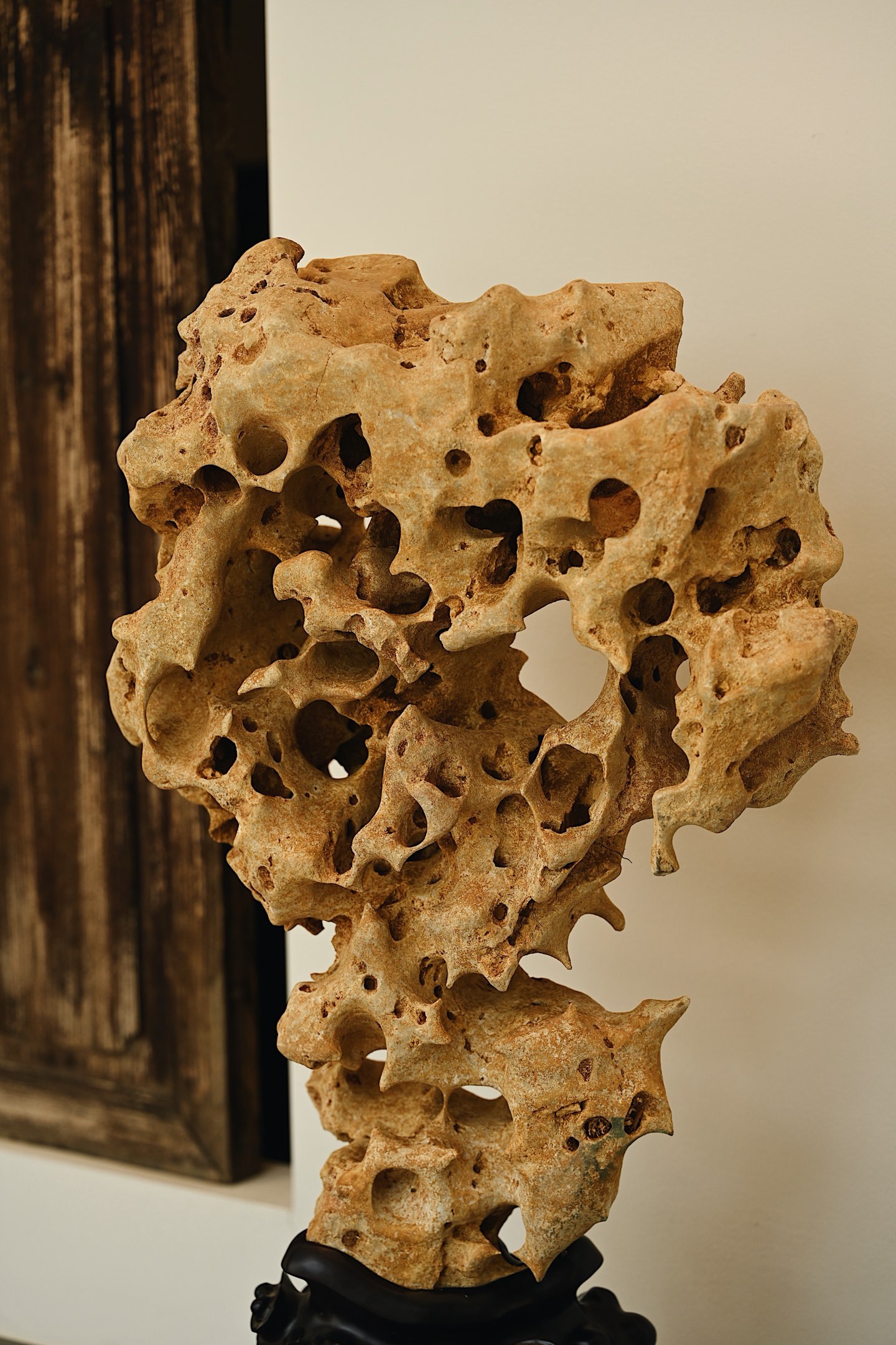 太湖石 | 栖云 高度89cm体型较大，石体孔洞密布，大小不一，连环贯通，尽显“