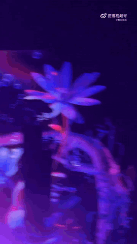 华晨宇撑伞落泪全场在雨声里静静聆听，华晨宇撑伞落泪的瞬间，《花落时相遇》的歌词仿
