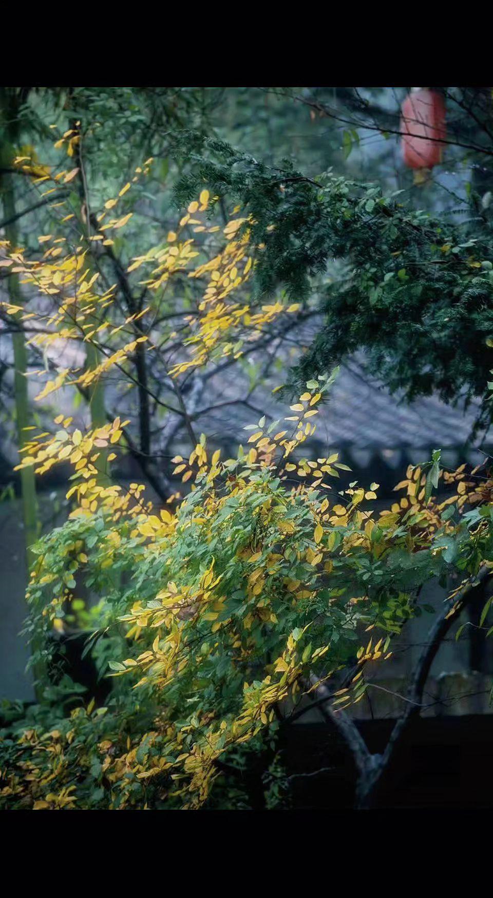 🌿秋光碎成金箔，在枝头跳着圆舞曲。青砖黛瓦藏故事，灯笼摇醒旧时光✨