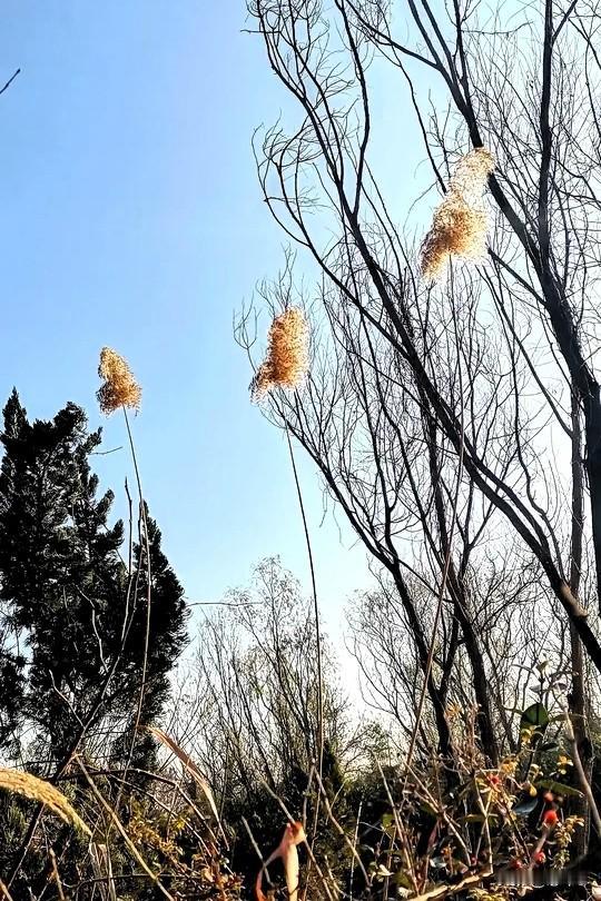 寒风吹散了烦恼，霜冻了结了忧愁！